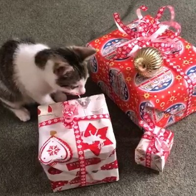 Vánoční dárky pro kočičky