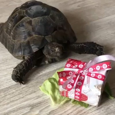 Vánoční dárky pro želvičky
